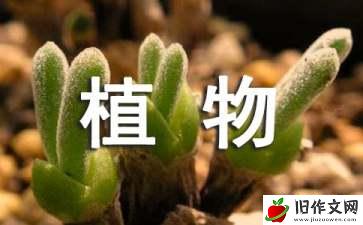 我的植物朋友绿萝作文