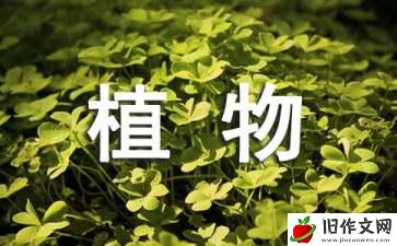 秋天的树叶作文_植物作文